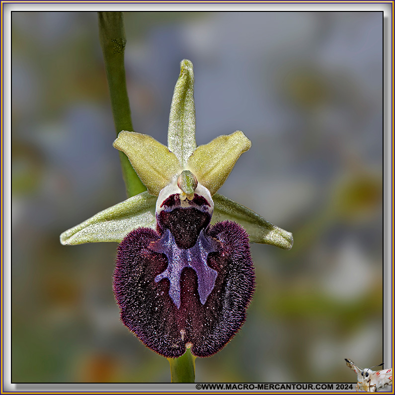 Ophrys Ligustica